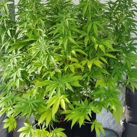 Speedy Chile growlog timeline photo
