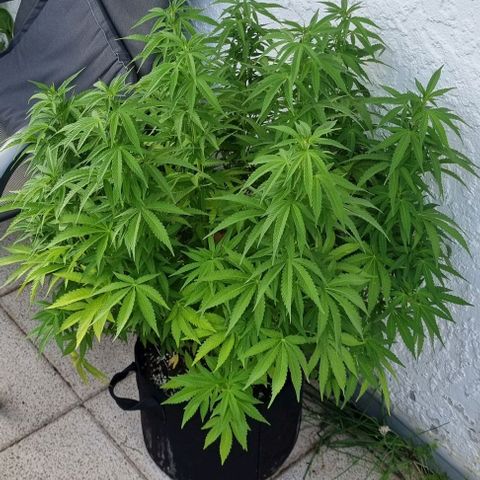 Grape Ape growlog timeline photo