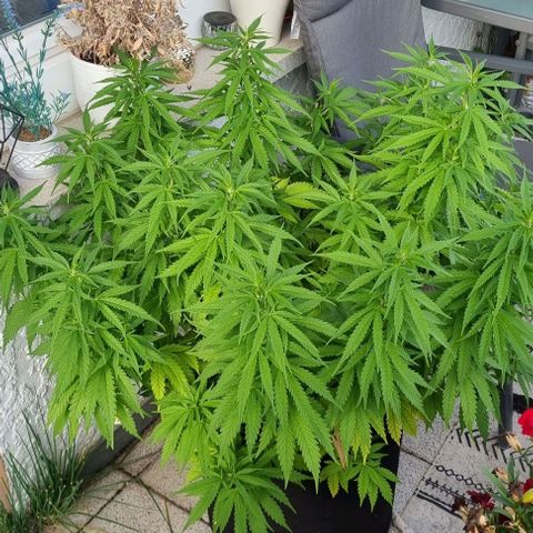 Special Queen #1 growlog timeline photo