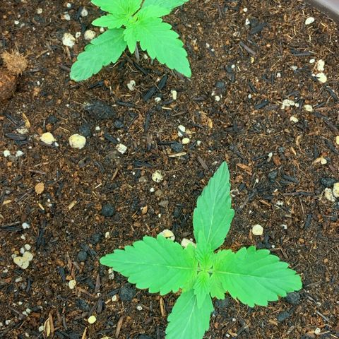 Zkittlez growlog timeline photo