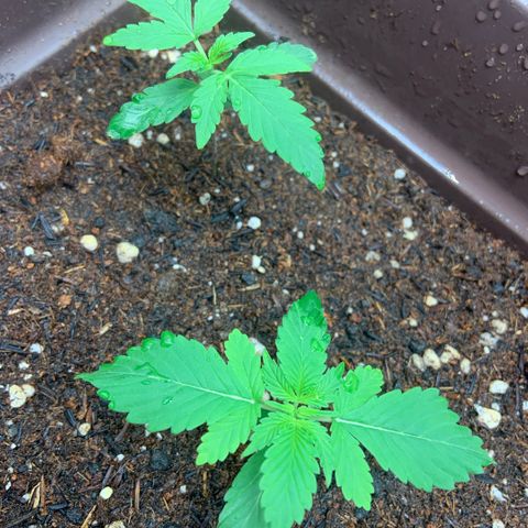 Zkittlez growlog timeline photo