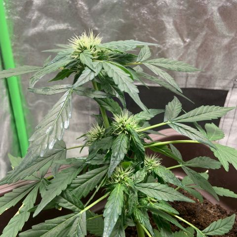 Zkittlez growlog timeline photo