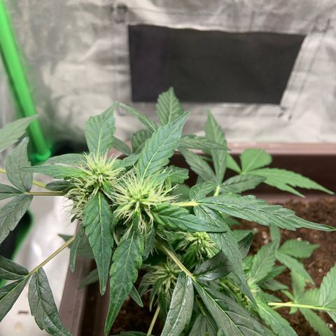 Zkittlez growlog timeline photo