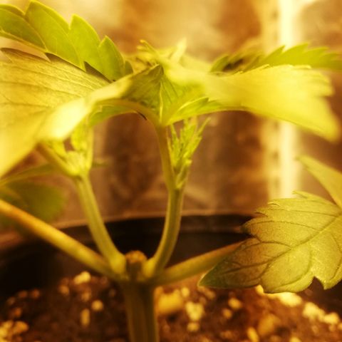 L.S.D. growlog timeline photo