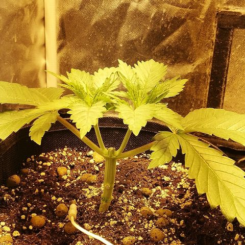 L.S.D. growlog timeline photo