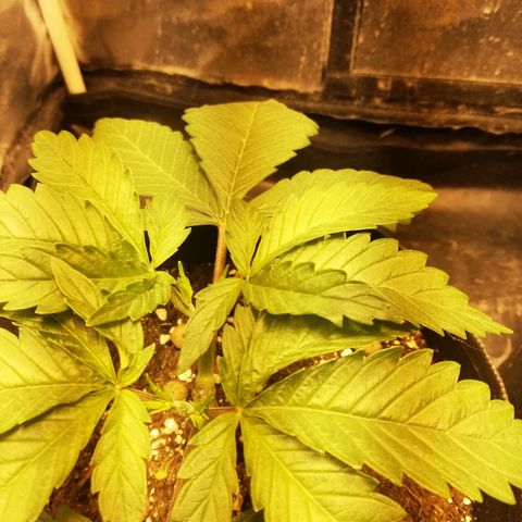 L.S.D. growlog timeline photo