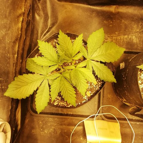L.S.D. growlog timeline photo