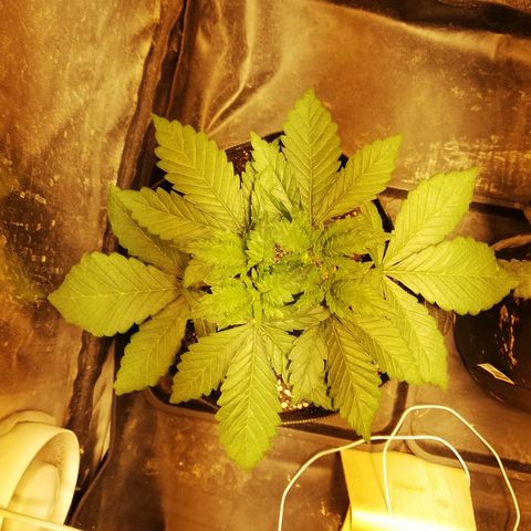 L.S.D. growlog timeline photo