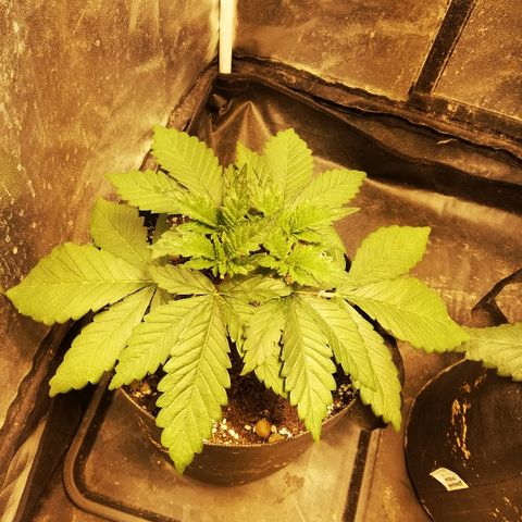 L.S.D. growlog timeline photo