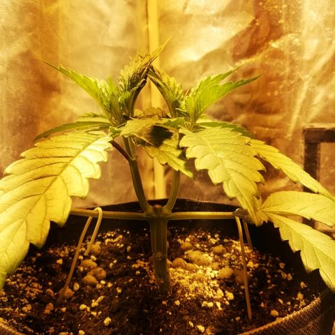 L.S.D. growlog timeline photo