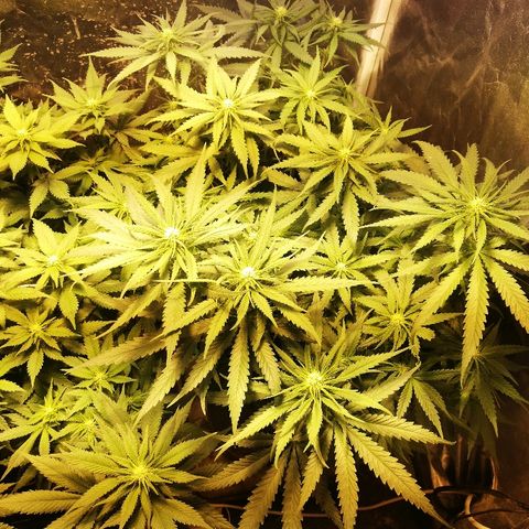 L.S.D. growlog timeline photo