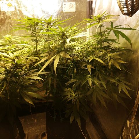 L.S.D. growlog timeline photo
