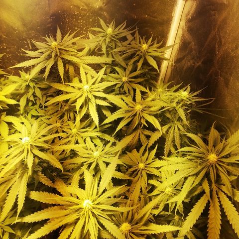 L.S.D. growlog timeline photo