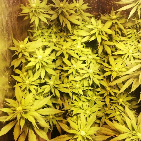 Purple Punch growlog timeline photo