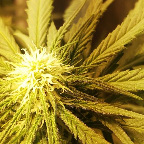 L.S.D. growlog timeline photo