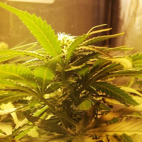L.S.D. growlog timeline photo
