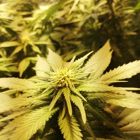 Purple Punch growlog timeline photo