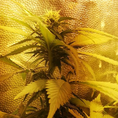 Purple Punch growlog timeline photo