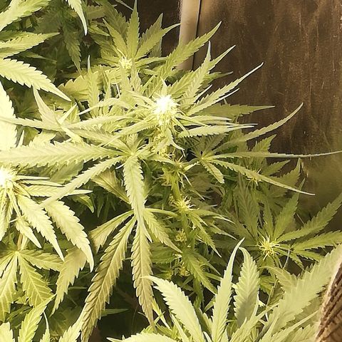 L.S.D. growlog timeline photo