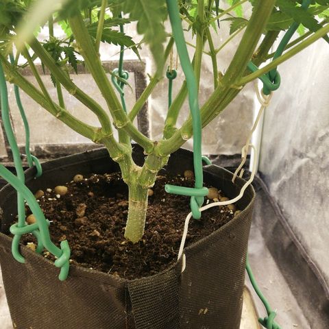 L.S.D. growlog timeline photo