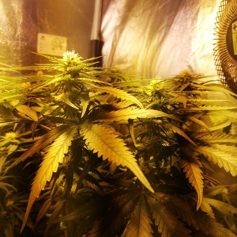L.S.D. growlog timeline photo