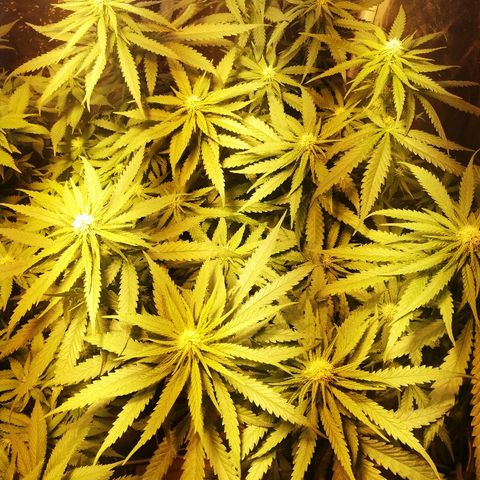L.S.D. growlog timeline photo