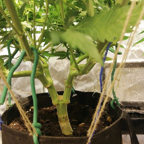 Purple Punch growlog timeline photo