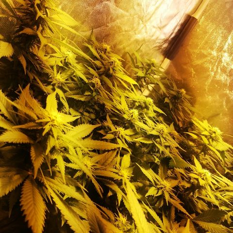 Purple Punch growlog timeline photo