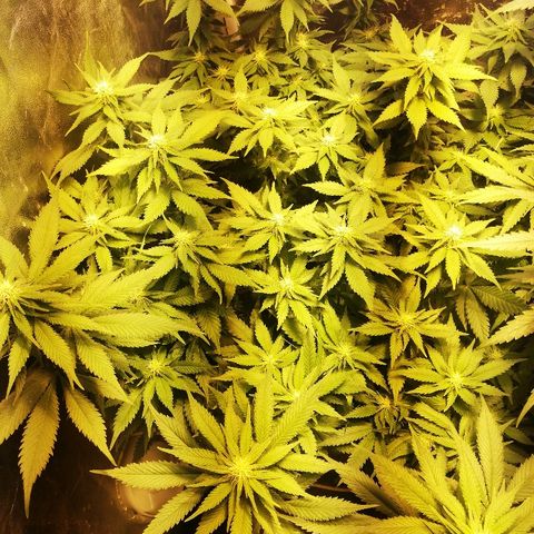 Purple Punch growlog timeline photo