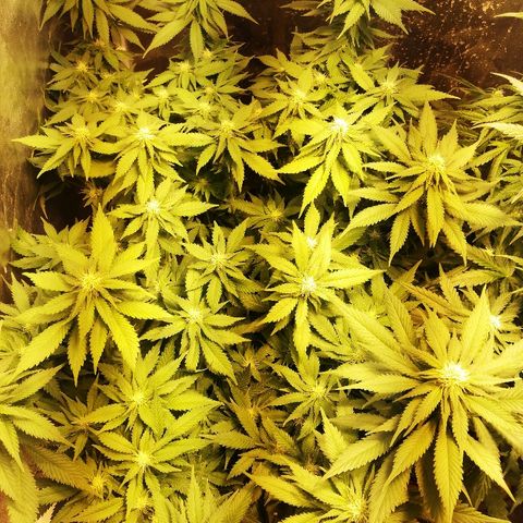 Purple Punch growlog timeline photo