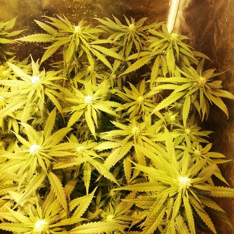 L.S.D. growlog timeline photo