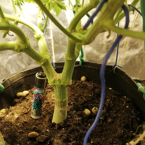 Purple Punch growlog timeline photo