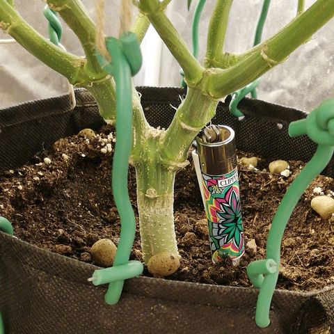 L.S.D. growlog timeline photo