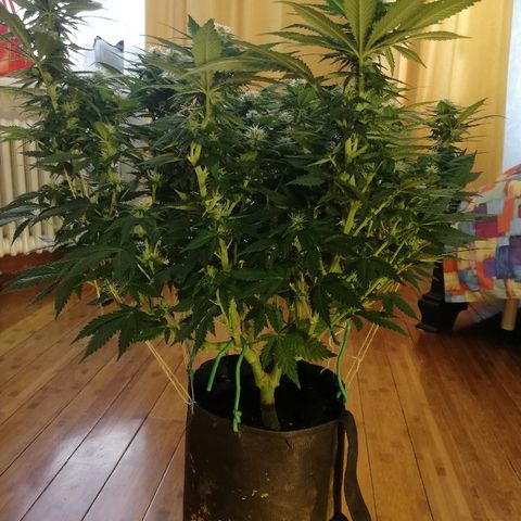 L.S.D. growlog timeline photo