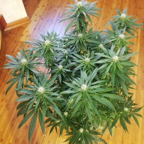 L.S.D. growlog timeline photo