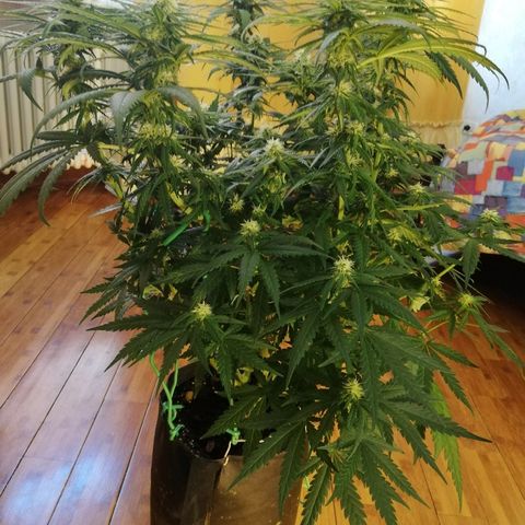 L.S.D. growlog timeline photo