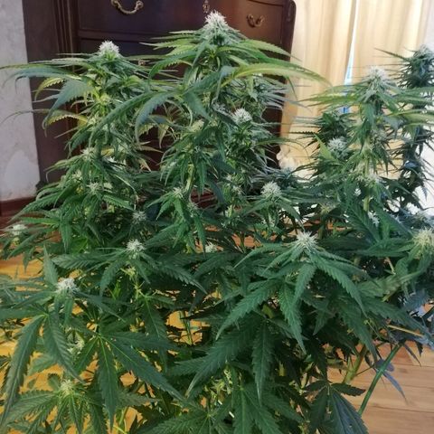 L.S.D. growlog timeline photo