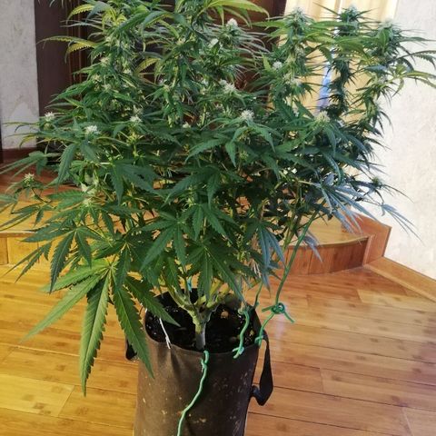 L.S.D. growlog timeline photo