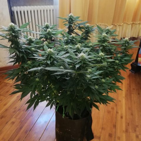 Purple Punch growlog timeline photo