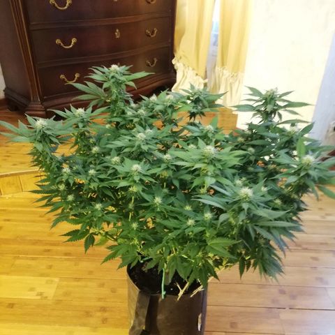 Purple Punch growlog timeline photo