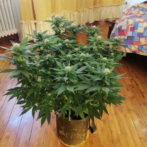 Purple Punch growlog timeline photo
