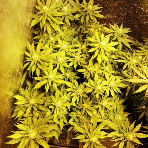 Purple Punch growlog timeline photo