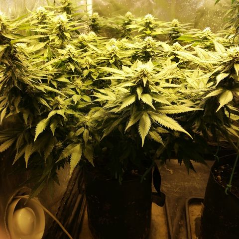 Purple Punch growlog timeline photo