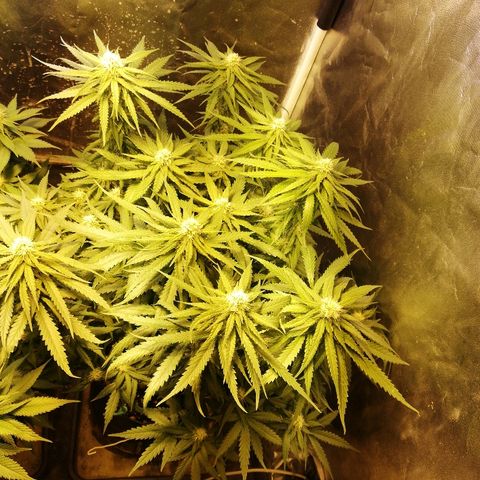L.S.D. growlog timeline photo