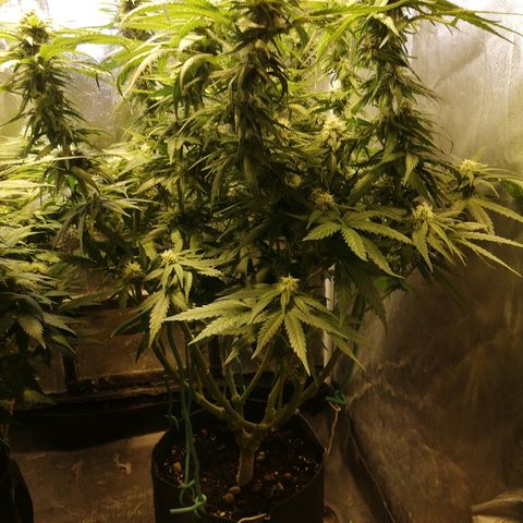 L.S.D. growlog timeline photo