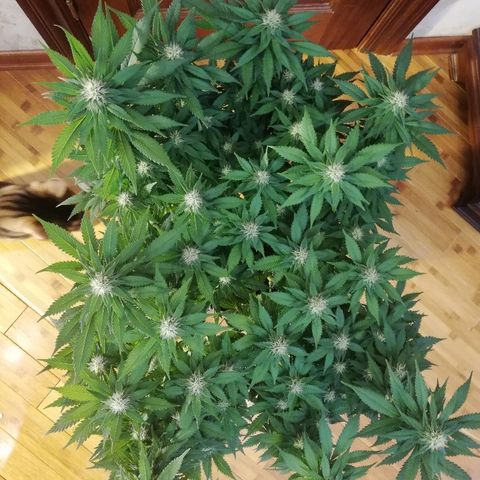 Purple Punch growlog timeline photo
