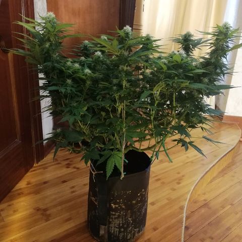 Purple Punch growlog timeline photo