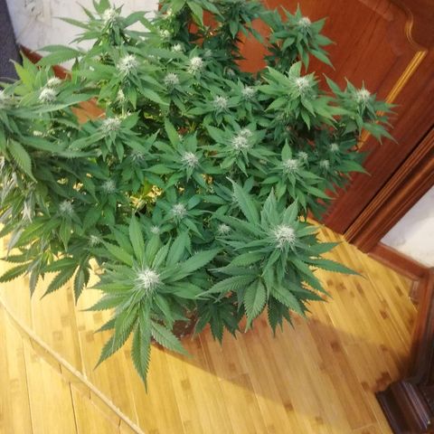 Purple Punch growlog timeline photo