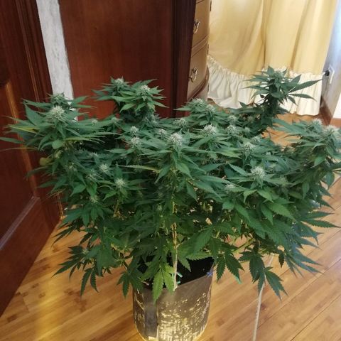 Purple Punch growlog timeline photo