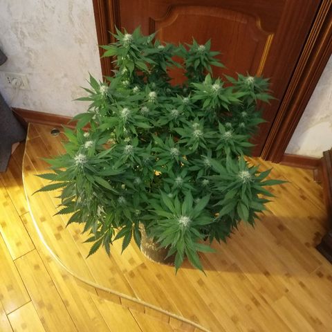 Purple Punch growlog timeline photo